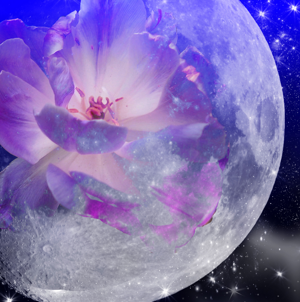 moon flower